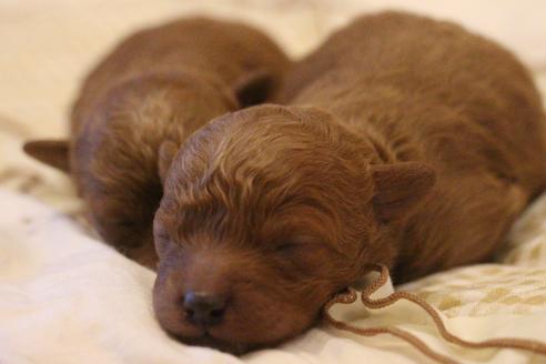 成約済の愛知県のトイプードル-59830の37枚目