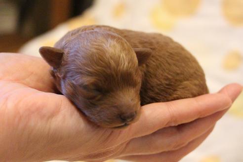 成約済の愛知県のトイプードル-59831の46枚目