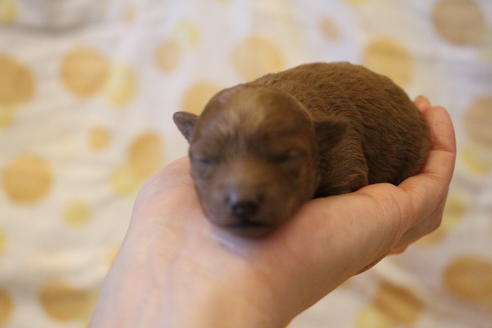 成約済の愛知県のトイプードル-59831の45枚目