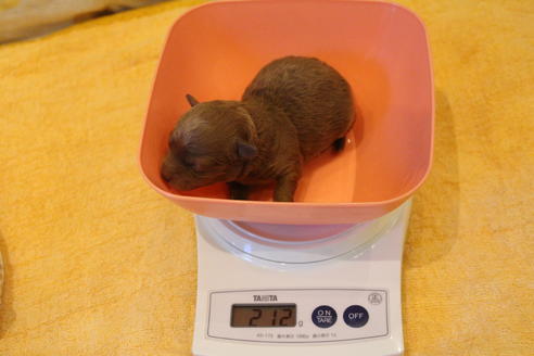 成約済の愛知県のトイプードル-59831の44枚目