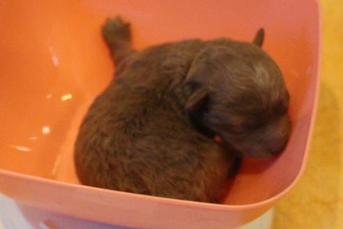 成約済の愛知県のトイプードル-59831の43枚目