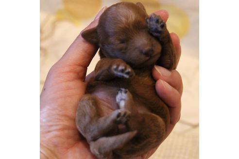 成約済の愛知県のトイプードル-59831の42枚目