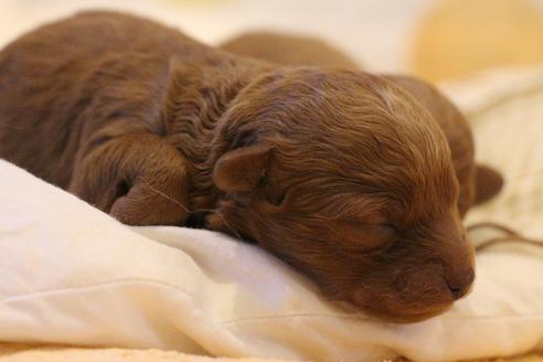 成約済の愛知県のトイプードル-59831の41枚目