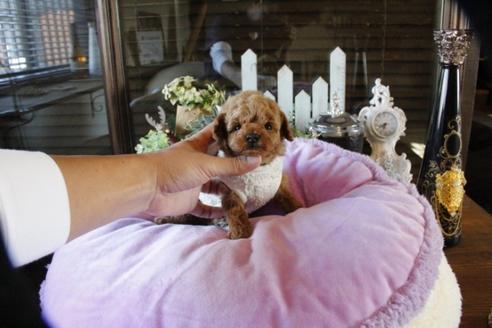 成約済の埼玉県のトイプードル-59848の1枚目