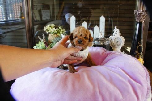 成約済の埼玉県のトイプードル-59848の5枚目