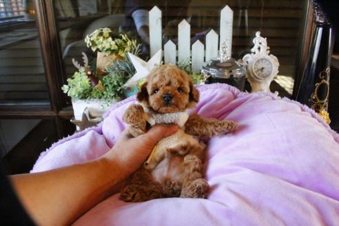 成約済の埼玉県のトイプードル-59848の4枚目