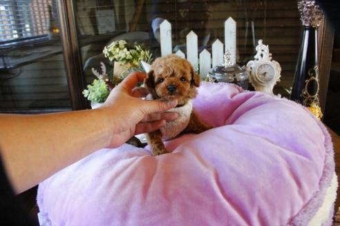 成約済の埼玉県のトイプードル-59848の3枚目