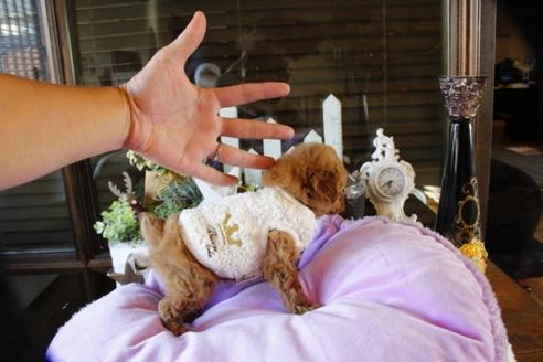 成約済の埼玉県のトイプードル-59848の2枚目