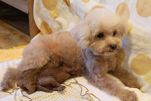 成約済の愛知県のトイプードル-59830の36枚目