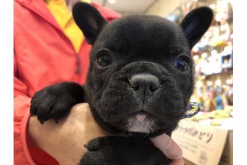 成約済の愛知県のフレンチブルドッグ-58302の9枚目