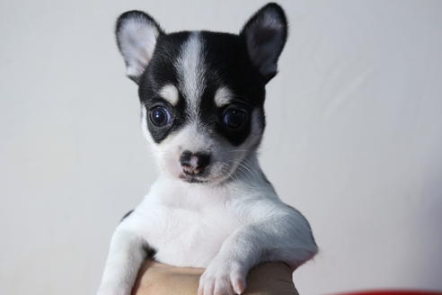 成約済の京都府のチワワ(スムースコート)-59545の1枚目