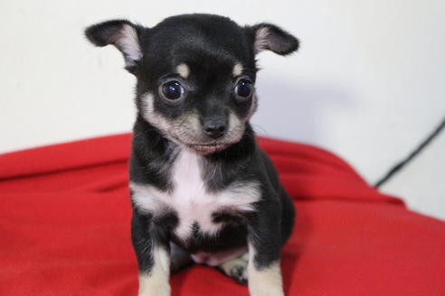 成約済の京都府のチワワ(スムースコート)-59543