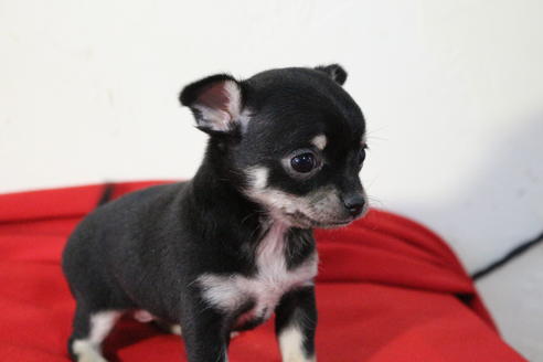 成約済の京都府のチワワ(スムースコート)-59543の2枚目