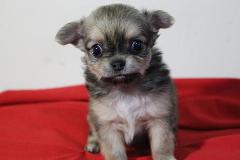 成約済の京都府のチワワ(ロングコート)-59548の1枚目