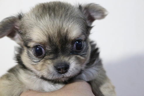 成約済の京都府のチワワ(ロングコート)-59548の4枚目