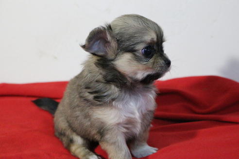 成約済の京都府のチワワ(ロングコート)-59548の2枚目