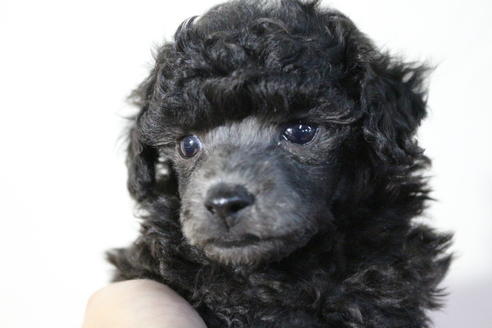 成約済の京都府のトイプードル-59550の1枚目