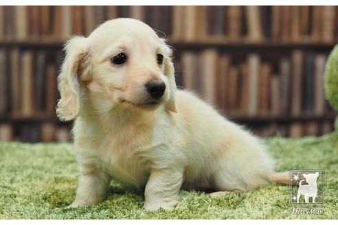 成約済の愛知県のカニンヘンダックスフンド(ロングヘアード)-59853の6枚目