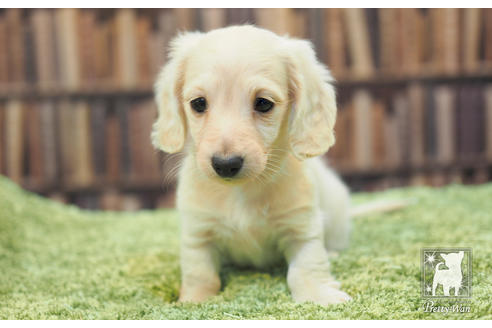 成約済の愛知県のカニンヘンダックスフンド(ロングヘアード)-59853の5枚目