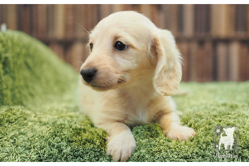 成約済の愛知県のカニンヘンダックスフンド(ロングヘアード)-59853の4枚目