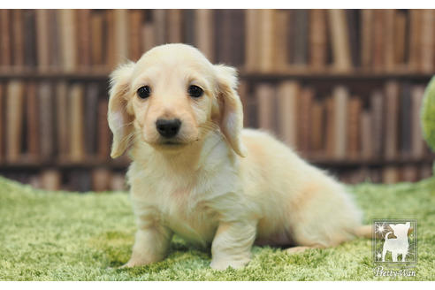 成約済の愛知県のカニンヘンダックスフンド(ロングヘアード)-59853の3枚目