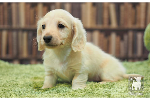 成約済の愛知県のカニンヘンダックスフンド(ロングヘアード)-59853の2枚目