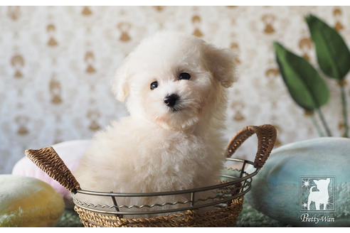 成約済の愛知県のティーカッププードル-59854