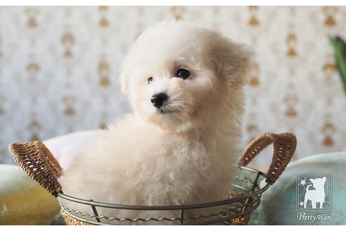 成約済の愛知県のティーカッププードル-59854の6枚目