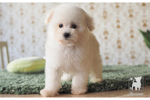 成約済の愛知県のティーカッププードル-59854の4枚目