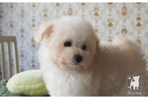 成約済の愛知県のティーカッププードル-59854の3枚目