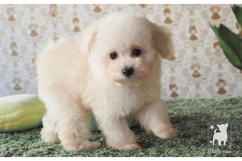 成約済の愛知県のティーカッププードル-59854の2枚目