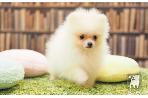 成約済の愛知県のポメラニアン-59856の6枚目