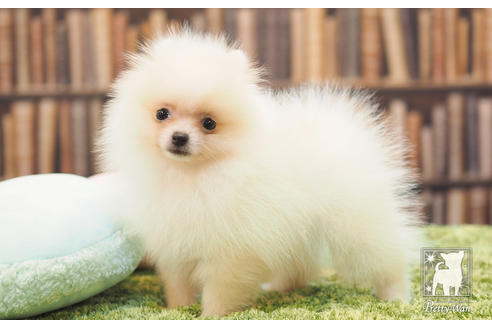 成約済の愛知県のポメラニアン-59856の5枚目