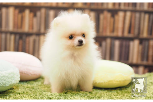 成約済の愛知県のポメラニアン-59856の4枚目