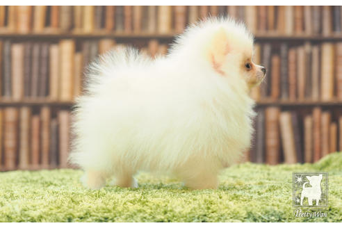 成約済の愛知県のポメラニアン-59856の3枚目