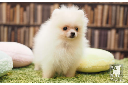 成約済の愛知県のポメラニアン-59856の2枚目