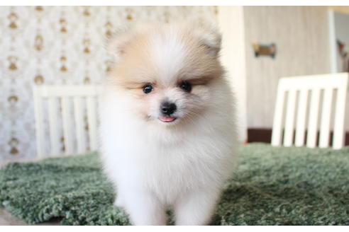 成約済の愛知県のポメラニアン-59857