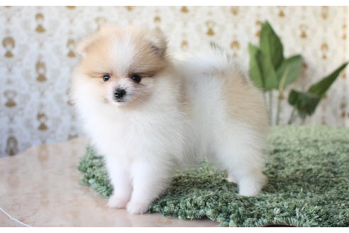 成約済の愛知県のポメラニアン-59857の6枚目