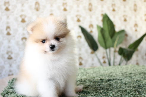 成約済の愛知県のポメラニアン-59857の5枚目