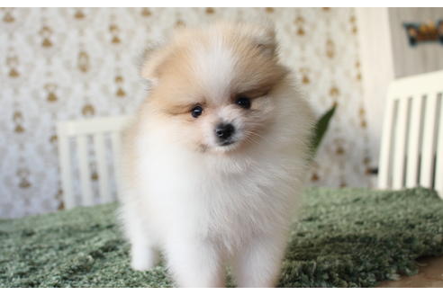 成約済の愛知県のポメラニアン-59857の4枚目