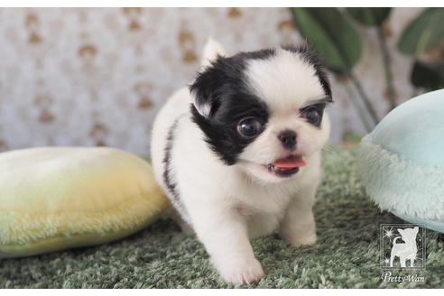 成約済の愛知県のミックス犬-59860