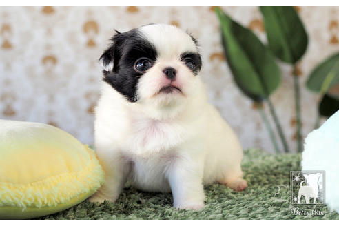 成約済の愛知県のミックス犬-59860の6枚目