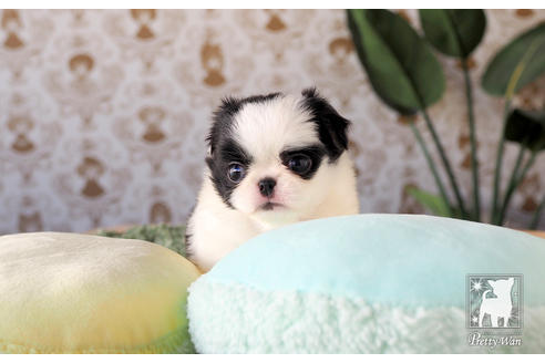 成約済の愛知県のミックス犬-59860の5枚目