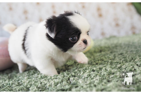 成約済の愛知県のミックス犬-59860の4枚目