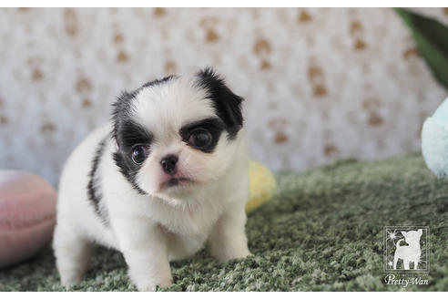 成約済の愛知県のミックス犬-59860の3枚目