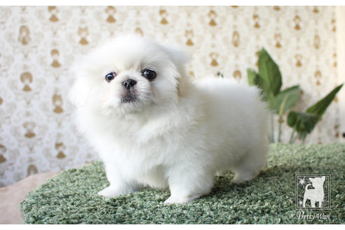 成約済の愛知県のペキニーズ-59862の1枚目