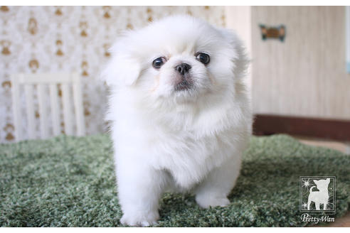 成約済の愛知県のペキニーズ-59862の4枚目