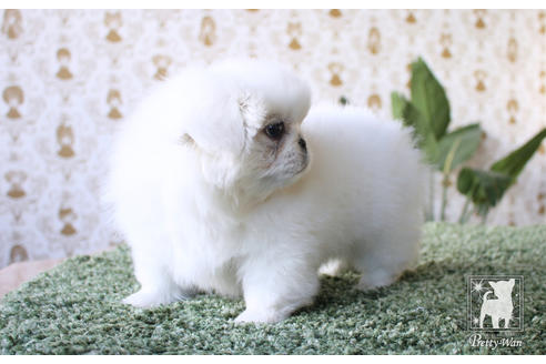 成約済の愛知県のペキニーズ-59862の3枚目