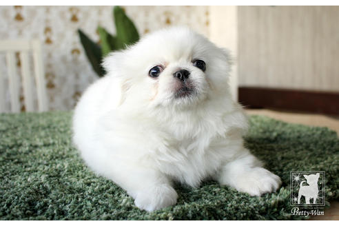 成約済の愛知県のペキニーズ-59862の2枚目