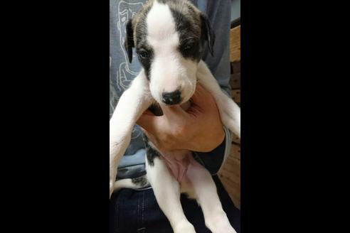 子犬